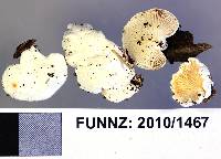 Cheimonophyllum candidissimum image