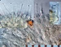 Naucoria escharoides image