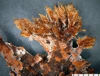 Thelephora terrestris image