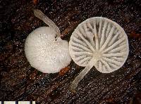 Hemimycena tortuosa image