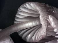 Mycena capillaripes image