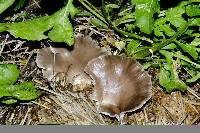 Pleurotus pulmonarius image