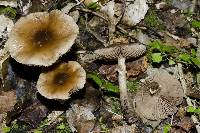 Agrocybe erebia image
