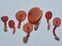 Hygrocybe procera image