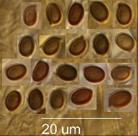 Agaricus dulcidulus image