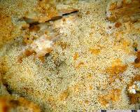 Botryohypochnus isabellinus image