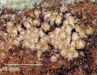 Cyphellopsis anomala image