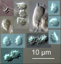 Trechispora farinacea image