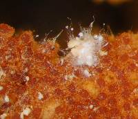 Hypomyces aurantius image