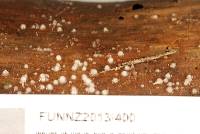 Leucogloea compressa image