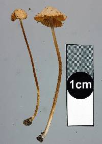 Conocybe rickenii image