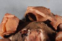 Geastrum velutinum image