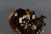 Thumbnail image of current specimen