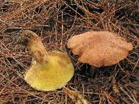 Suillus lakei image