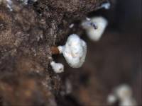 Thumbnail image of current specimen