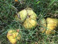 Suillus americanus image