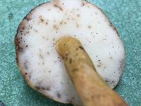 Gyroporus castaneus image