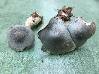 Clitocybe odora image