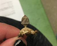 Geastrum quadrifidum image