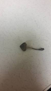 Mycena leptocephala image