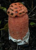 Media resource of Lysurus periphragmoides