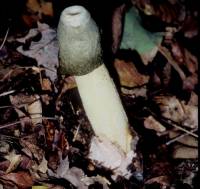 Media resource of Phallus ravenelii