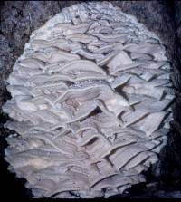 Climacodon septentrionalis image