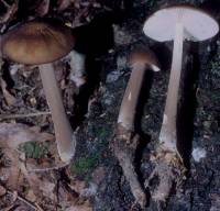 Xerula furfuracea image