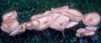 Media resource of Hymenopellis megalospora