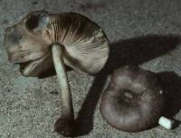 Media resource of Pluteus salicinus
