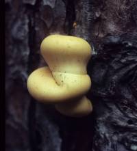 Cryptoporus volvatus image