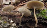 Media resource of Polyporus arcularius