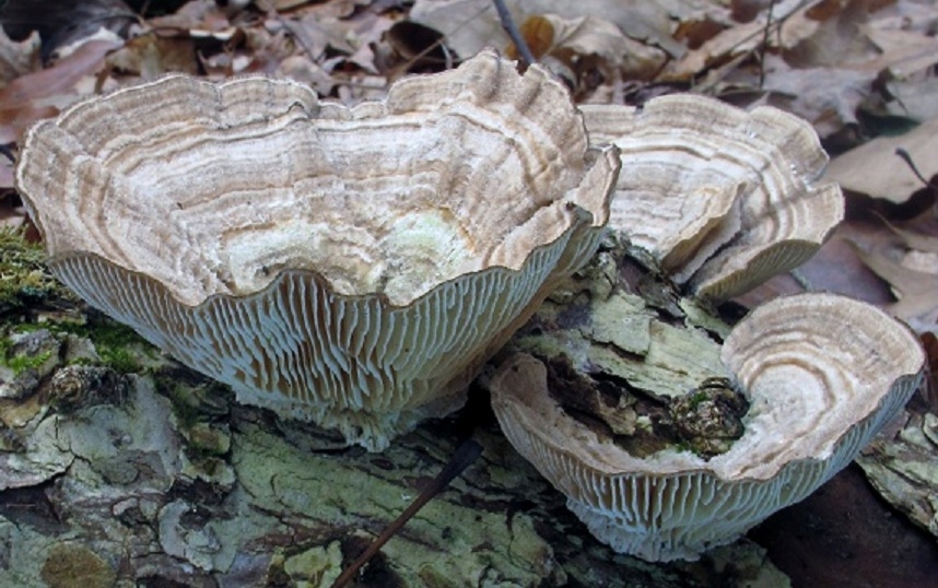 Lenzites betulina image