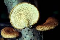 Media resource of Polyporus alveolaris