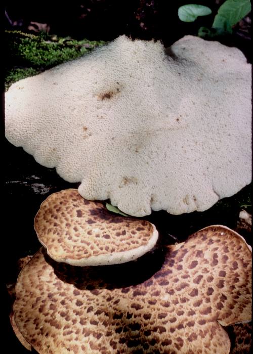 Fomitopsidaceae image