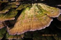 Media resource of Trichaptum biforme