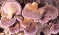 Media resource of Lentinus strigosus