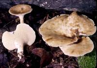 Media resource of Polyporus craterellus