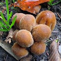 Media resource of Coprinellus micaceus