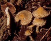 Media resource of Psathyrella echiniceps