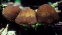 Media resource of Psathyrella delineata