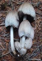 Coprinopsis atramentaria image