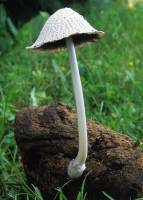 Media resource of Coprinopsis nivea