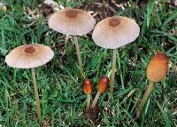Media resource of Parasola auricoma