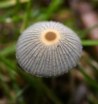 Media resource of Parasola plicatilis