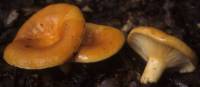 Media resource of Lactarius croceus