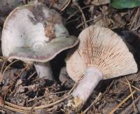 Media resource of Lactarius paradoxus