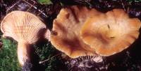 Media resource of Lactarius thyinos