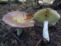 Media resource of Russula paludosa