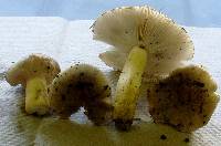 Media resource of Russula pulverulenta
